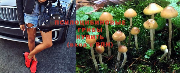 прущие грибы Алзамай