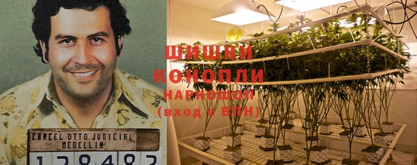 прущие грибы Алзамай
